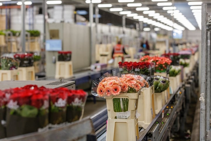 Bloemen groothandel v1